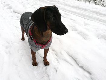 Dog standing on snow