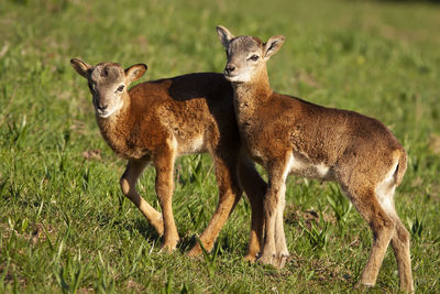 Deer standing on field