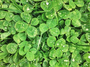 Full frame of water drops on leaf