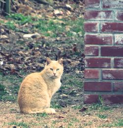 View of a cat sitting on stone wall