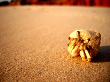 Close-up of crab on sand