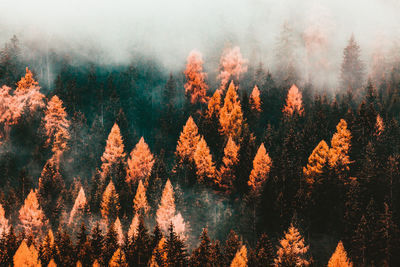 View of pine trees in forest during foggy weather