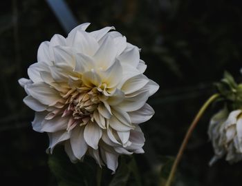 Close-up of white dahlia