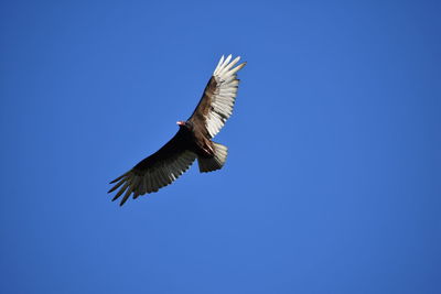 Low angle view of bird flying in sky