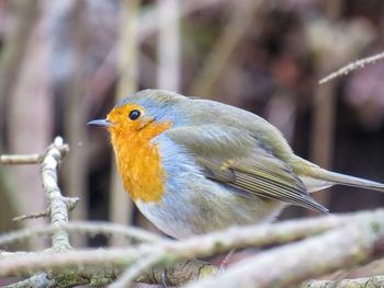 Close-up of bird perching on branch