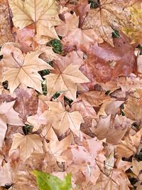 Full frame shot of autumnal leaves