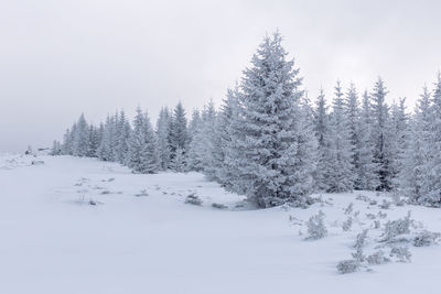 Snow covered trees against sky