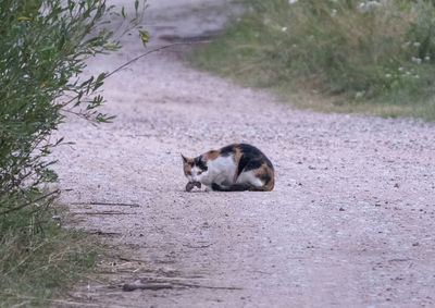 Cat sitting on field