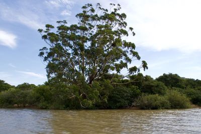 Scenic view of river amidst trees against sky