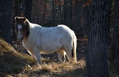 White horse in a field