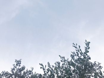 Low angle view of tree against sky