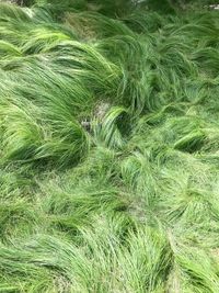 Full frame shot of crops on field