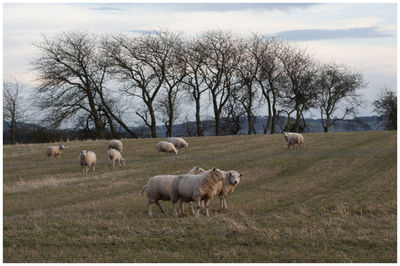 Sheep in a field