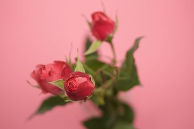 Close-up of pink flowers against red background