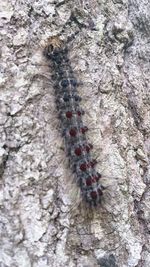 Close-up of tree trunk