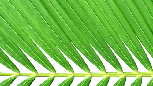 Full frame shot of palm leaves