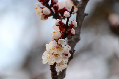 Close-up of cherry blossom