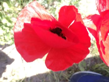 Close-up of red hibiscus blooming outdoors