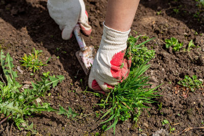 Hands of gardener with weed in the vegetable garden