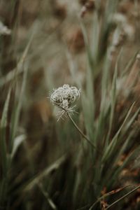 Close-up of wheat growing on field