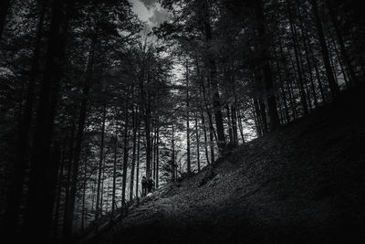 Low angle view of trees in forest