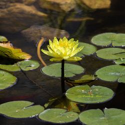 Lotus water lily in pond