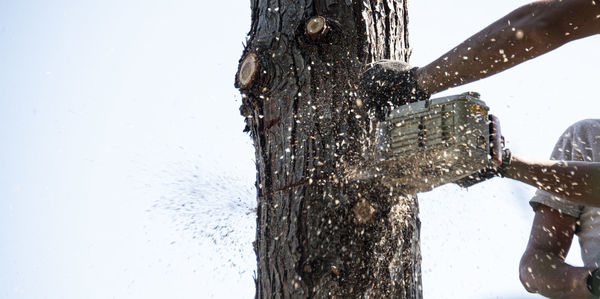 Close-up of frozen tree against sky during winter