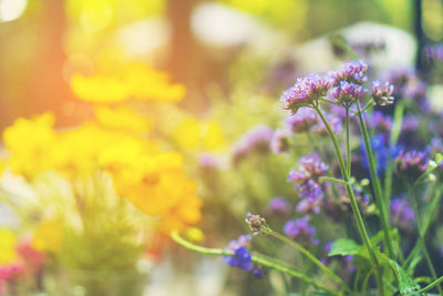 Close-up of purple flowering plant