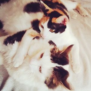 Cat lying on bed