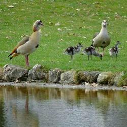 Bird in water