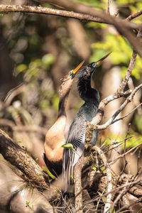 Close-up of bird perching on tree