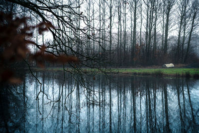 Reflection of trees in lake against sky