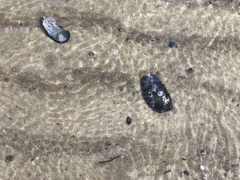 High angle view of crab on sand