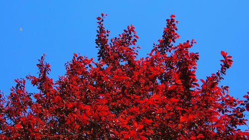 Low angle view of flowers against clear blue sky