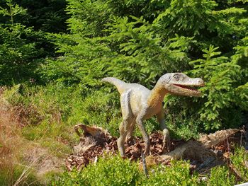 Side view of a reptile on a field