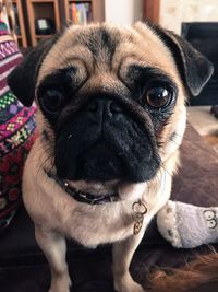 Close-up portrait of pug at home