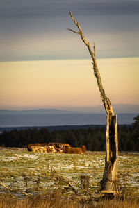 Scenic view of dead tree on field against sky during sunset