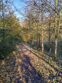 Road amidst trees in forest during autumn