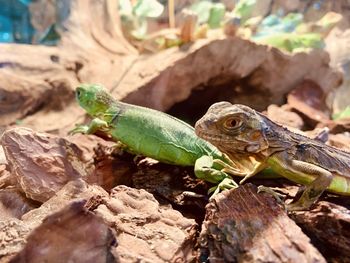 Close-up of frog on leaf