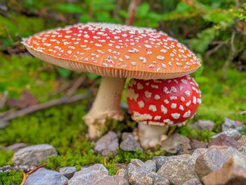 Close-up of fly agaric mushroom on field