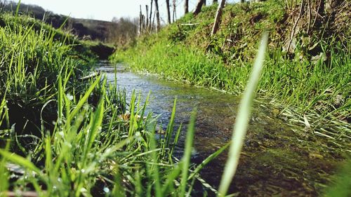 Grass growing in water