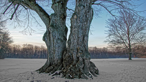 Bare trees on snow covered landscape