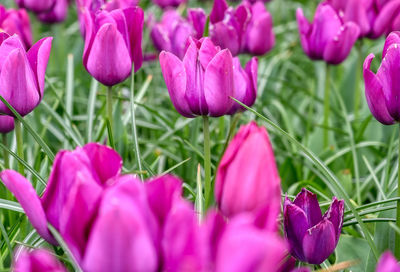 Close-up of pink crocus flowers on field