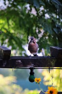 Bird perching on a railing