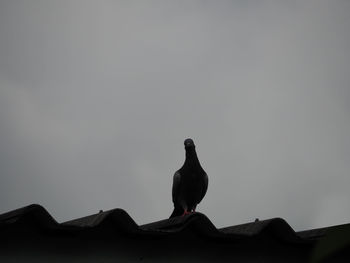 Low angle view of bird perching on rock against sky