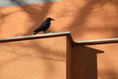 Bird perching on wall