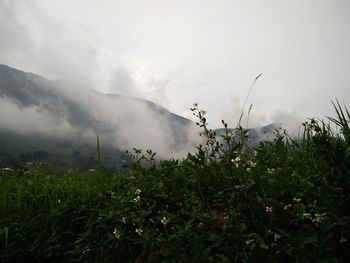 Plants growing on land against sky