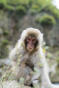 Portrait of monkey outdoors