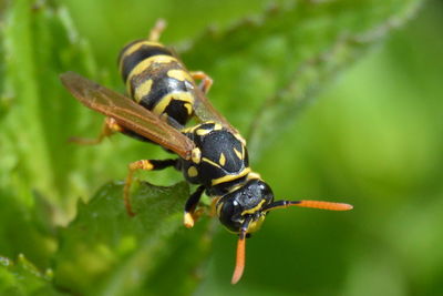 Close-up of insect on plant