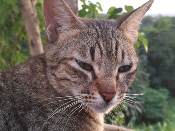 Close-up portrait of cat